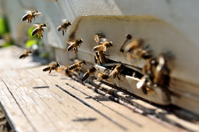 Bees Bees